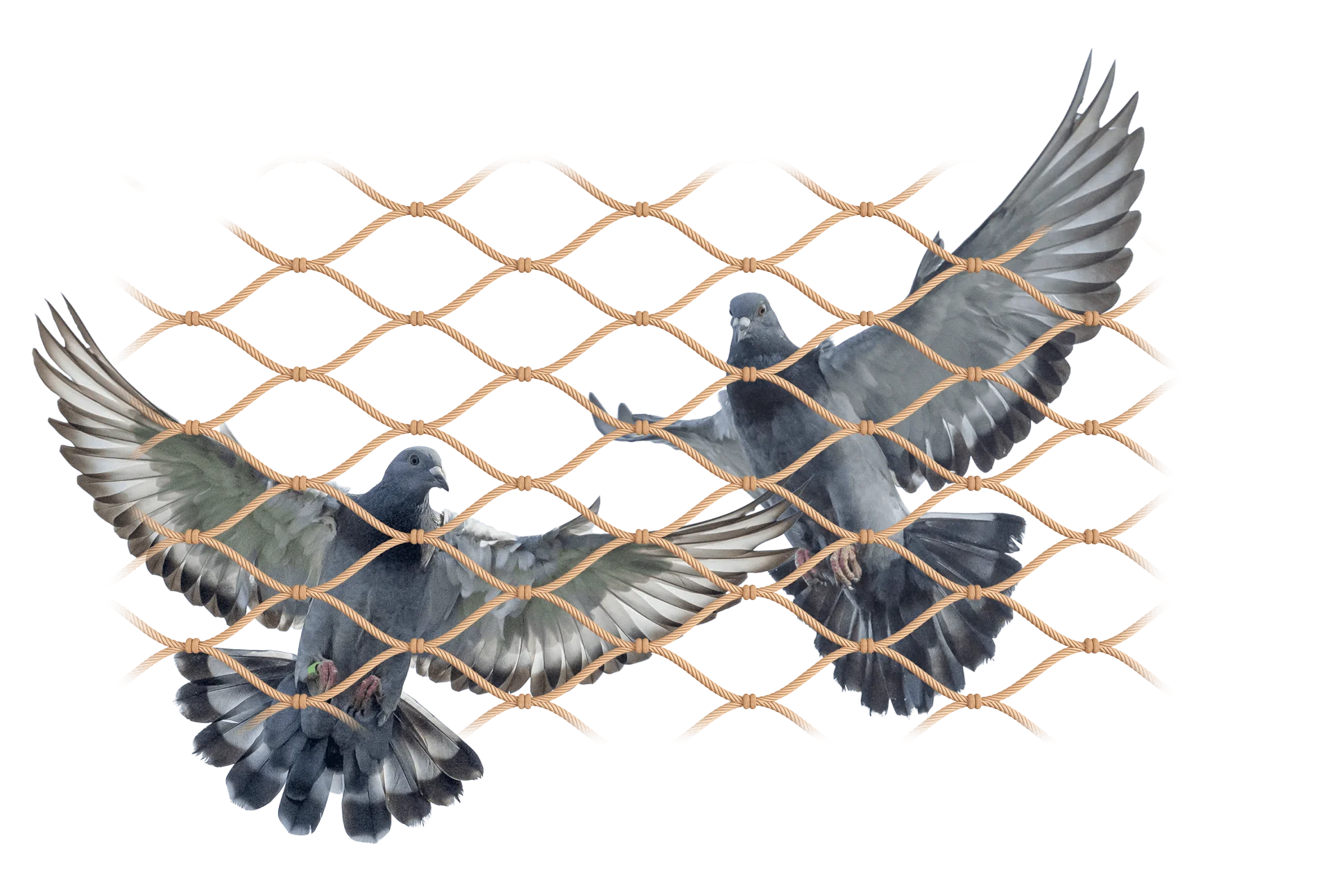 Ochrané sítě proti holubům